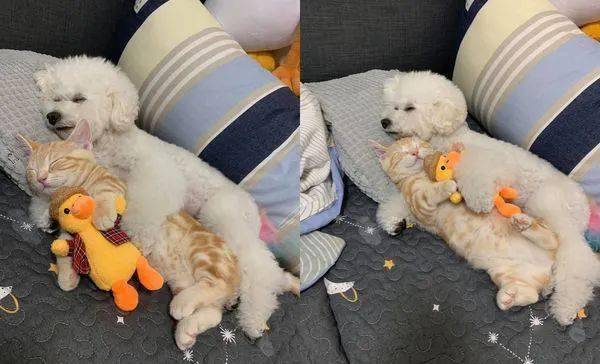 白贵宾抱着橘猫睡觉,画面甜翻网友:小猫在笑哦