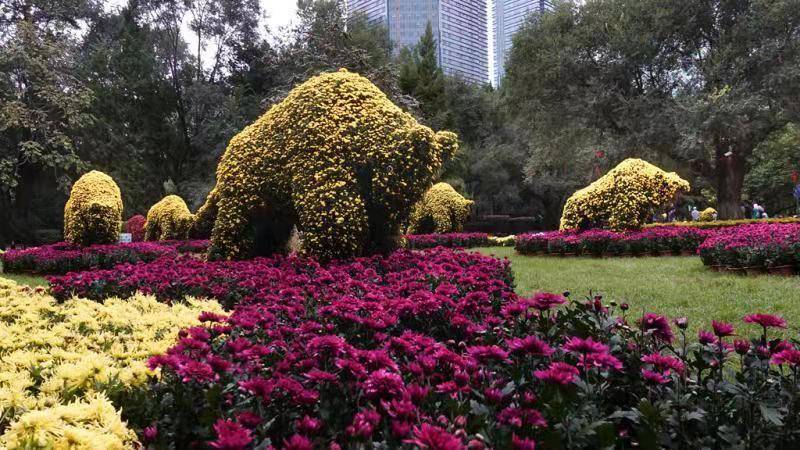 沈阳|此花开尽更无花