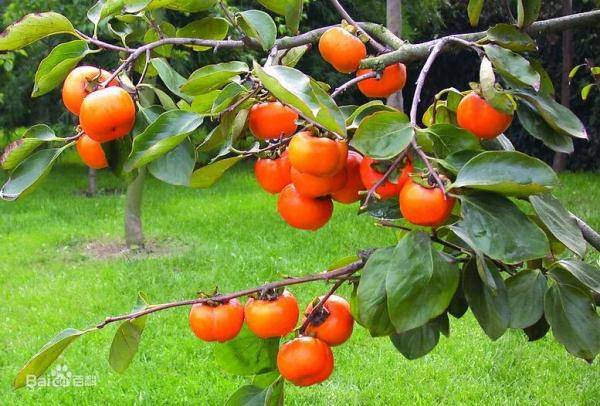 螃蟹|海鲜配维C变砒霜？被多次辟谣的“食物相克”咋还有人信！