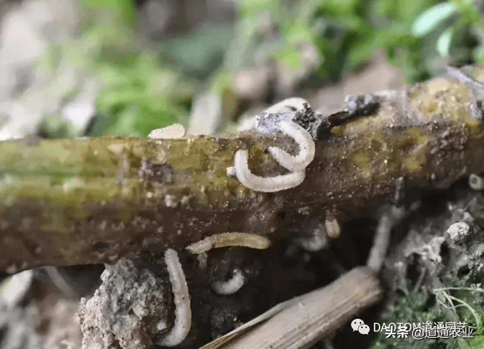 三,跳甲,守瓜幼蟲蠐螬也叫地蠶,是鞘翅目,多食亞目,金龜甲總科幼蟲的