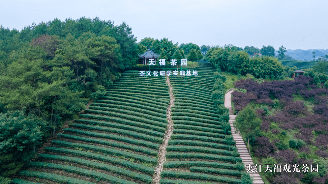 乐山茶园图片