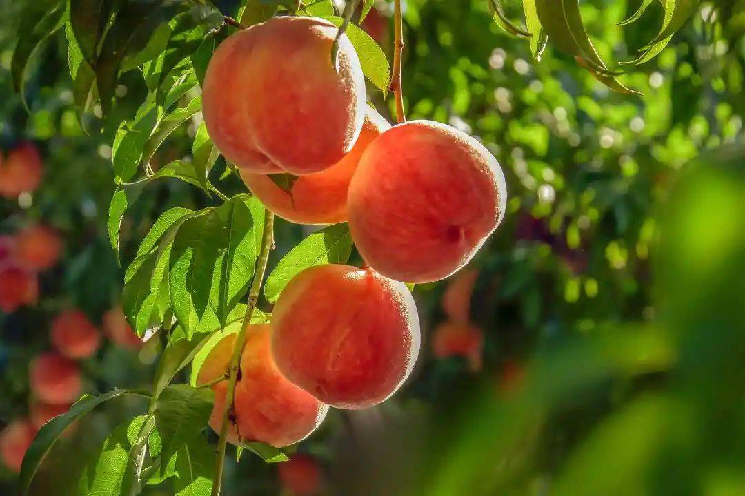 平谷大桃再登国庆招待会