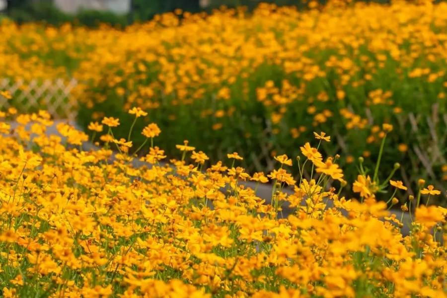 花海|国庆假期不容错过！广州大片限定花海曝光