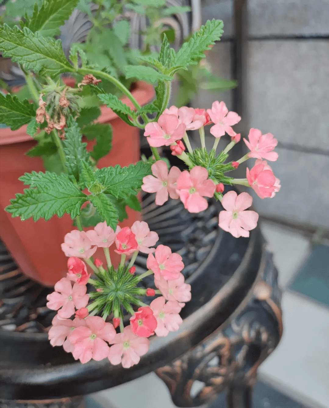 10种花 秋天种下正合适 错过了要再等一年 花友