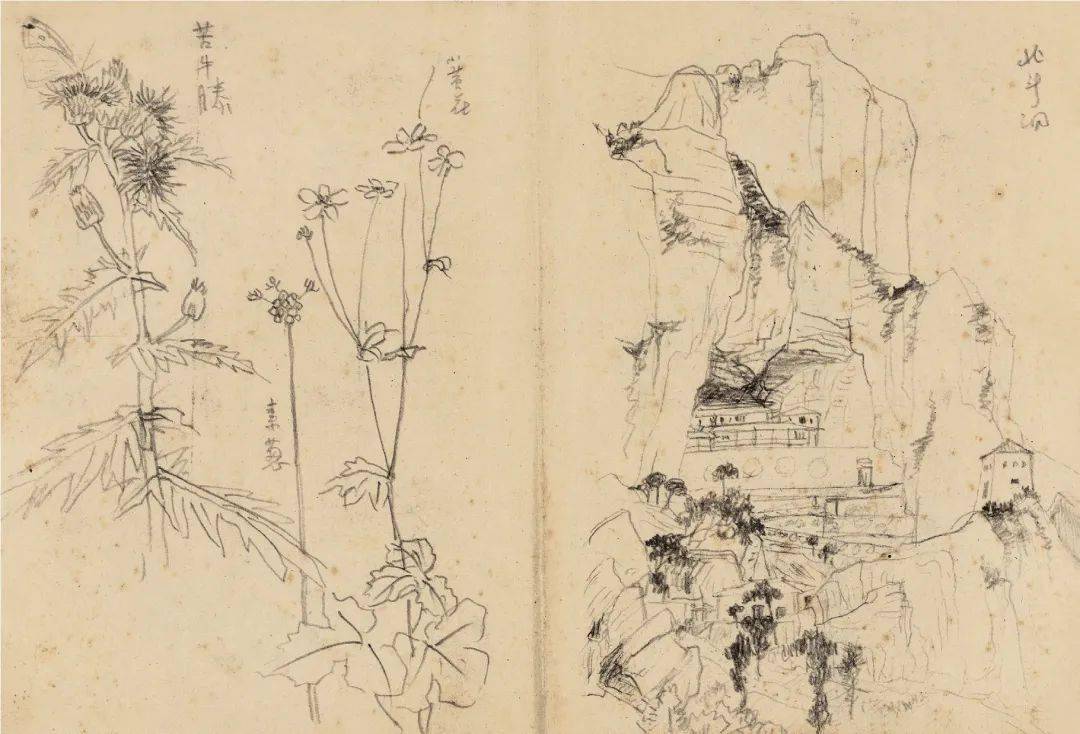 潘天寿 铅笔写生原稿