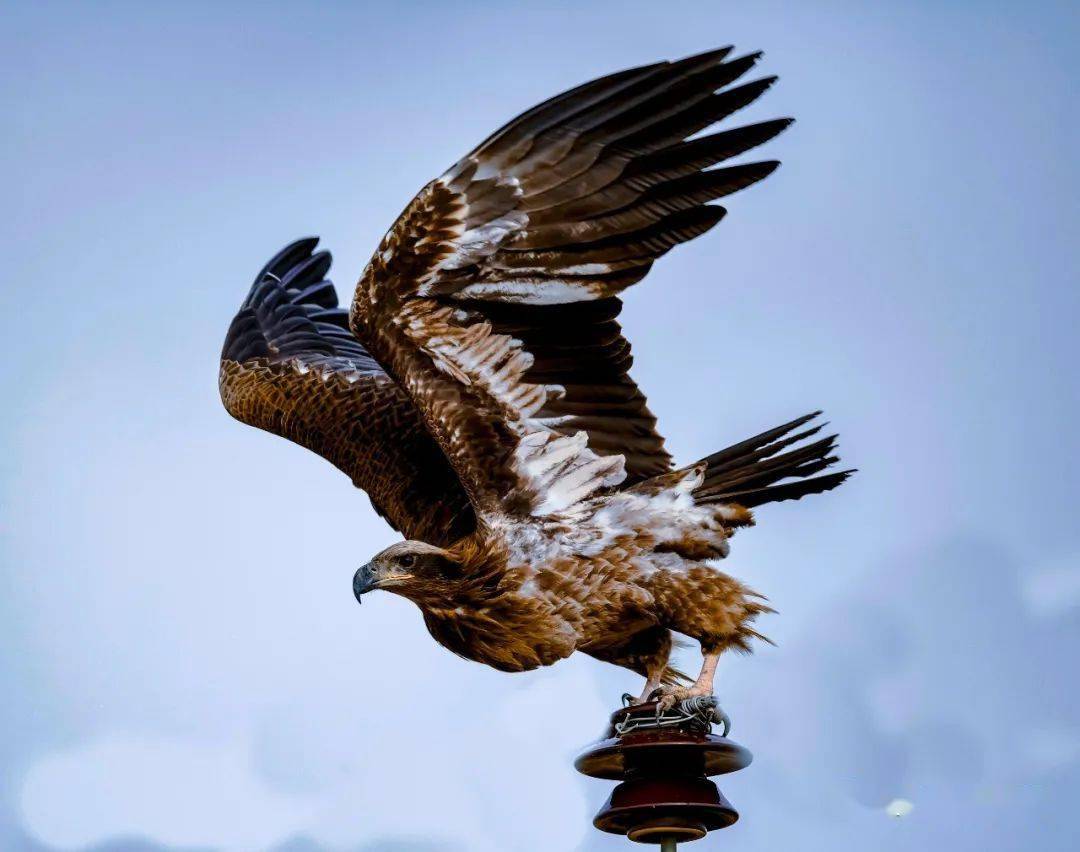 空中王者霸气十足玉带海雕现身巴彦淖尔