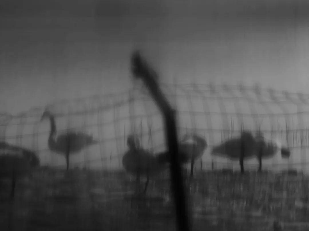 大理|第九届大理国际影会：推迟的线下展，未停止的探索与生机