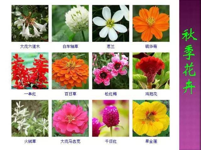 1000多种常见花卉植物图谱,超全总结!