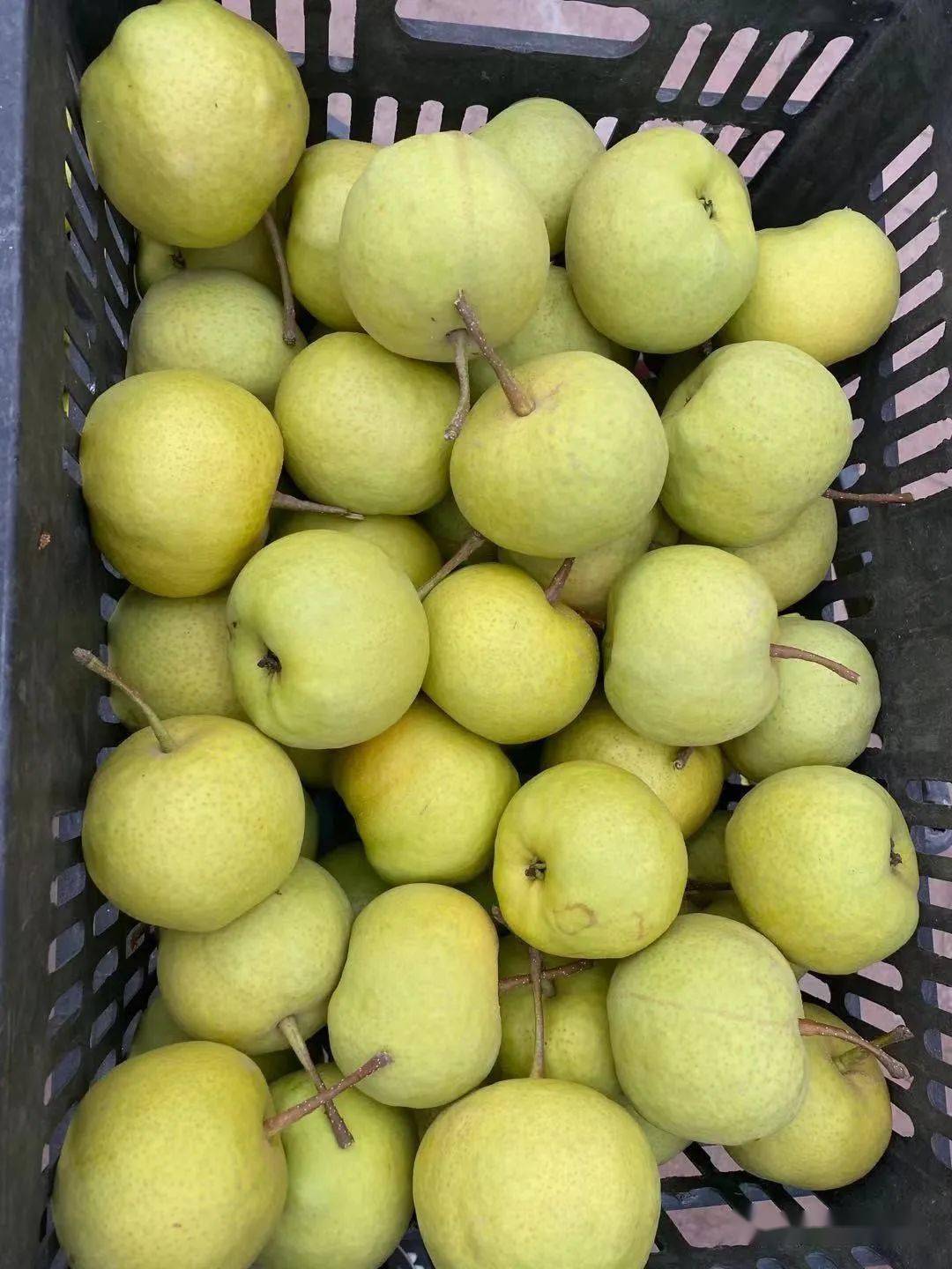 长相像悟空看这个香水梨中的奇葩