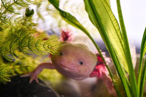 全球連線神奇生物在哪裡墨西哥美西螈