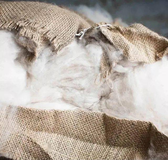 山羊 70 年前的“顶流女明星同款”，今年还很时髦？