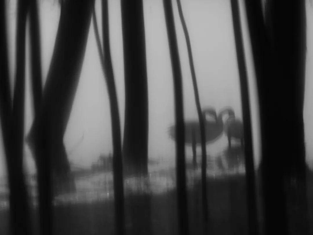 大理|第九届大理国际影会：推迟的线下展，未停止的探索与生机