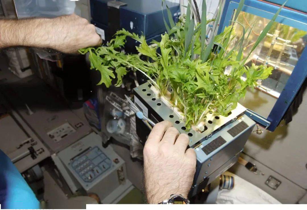 太空植物园对地外种植的展望