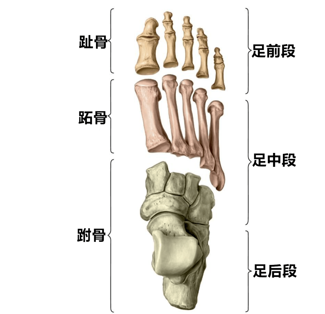 跗骨窦 解剖图片