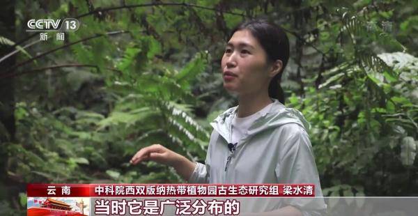 侏罗纪|云南禄丰恐龙科考工作进入“啃硬骨头”阶段 恐龙化石是如何修复的呢？