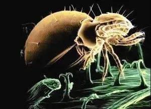 半月|男子持续半月高热不退，因被这种小虫子叮咬，外出游玩务必当心…