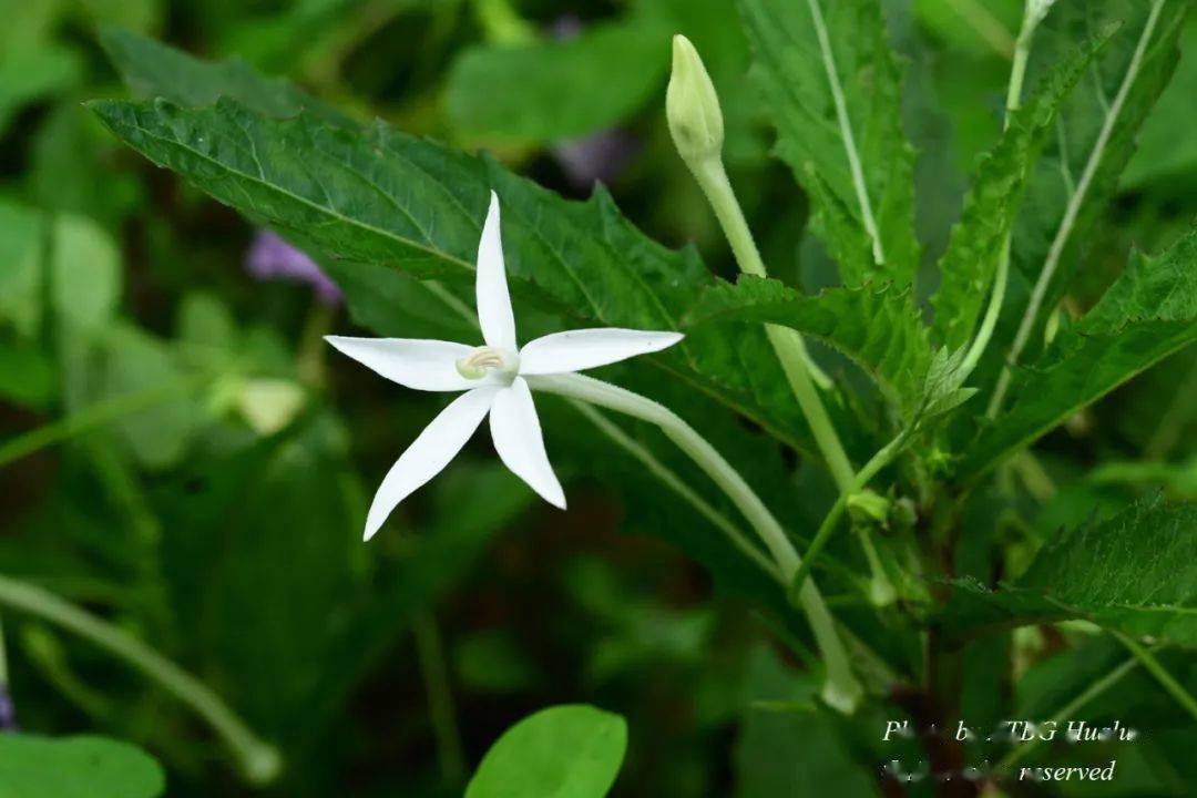 100种国庆开花植物惊艳绽放于植物园还不快快来打卡