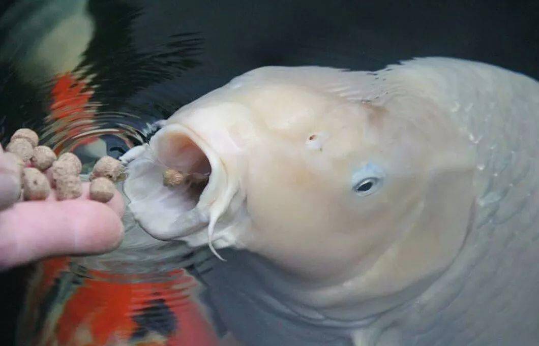 怎么养鱼不用喂食 ffc52ec793dd4396b831e2e709d59332.jpeg