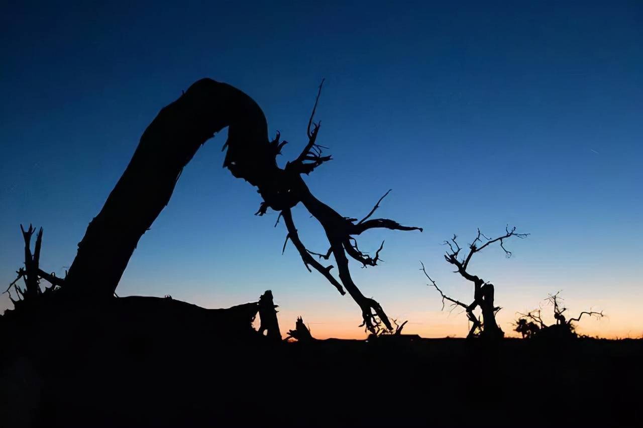 额济纳旗枯树林,每一棵枯树都代表一个不屈的灵魂_摄影