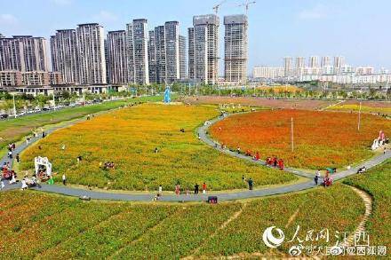 波斯菊|江西南昌秋日鲜花绽放 市民游玩“打卡”