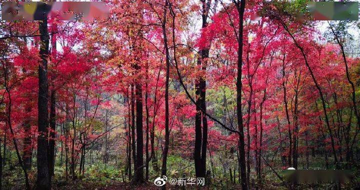 吉林 新华网送你一份吉林舒兰秋景限定壁纸