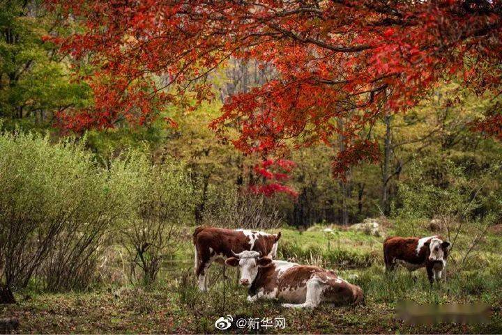 吉林 新华网送你一份吉林舒兰秋景限定壁纸