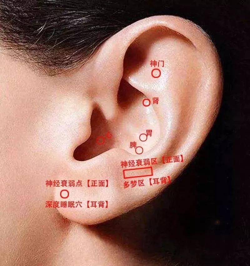 耳朵肝区位置图图片
