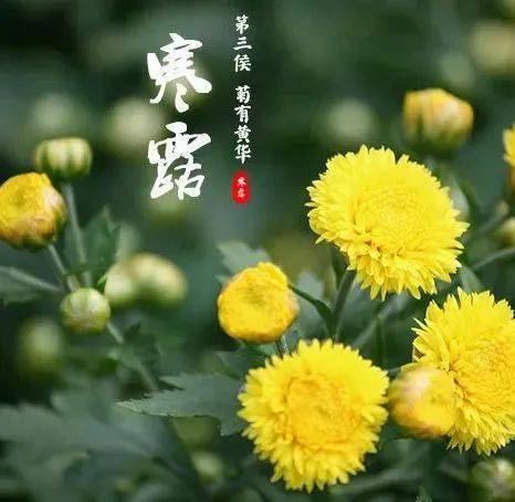 寒露|寒露已至,温暖犹在_菊花