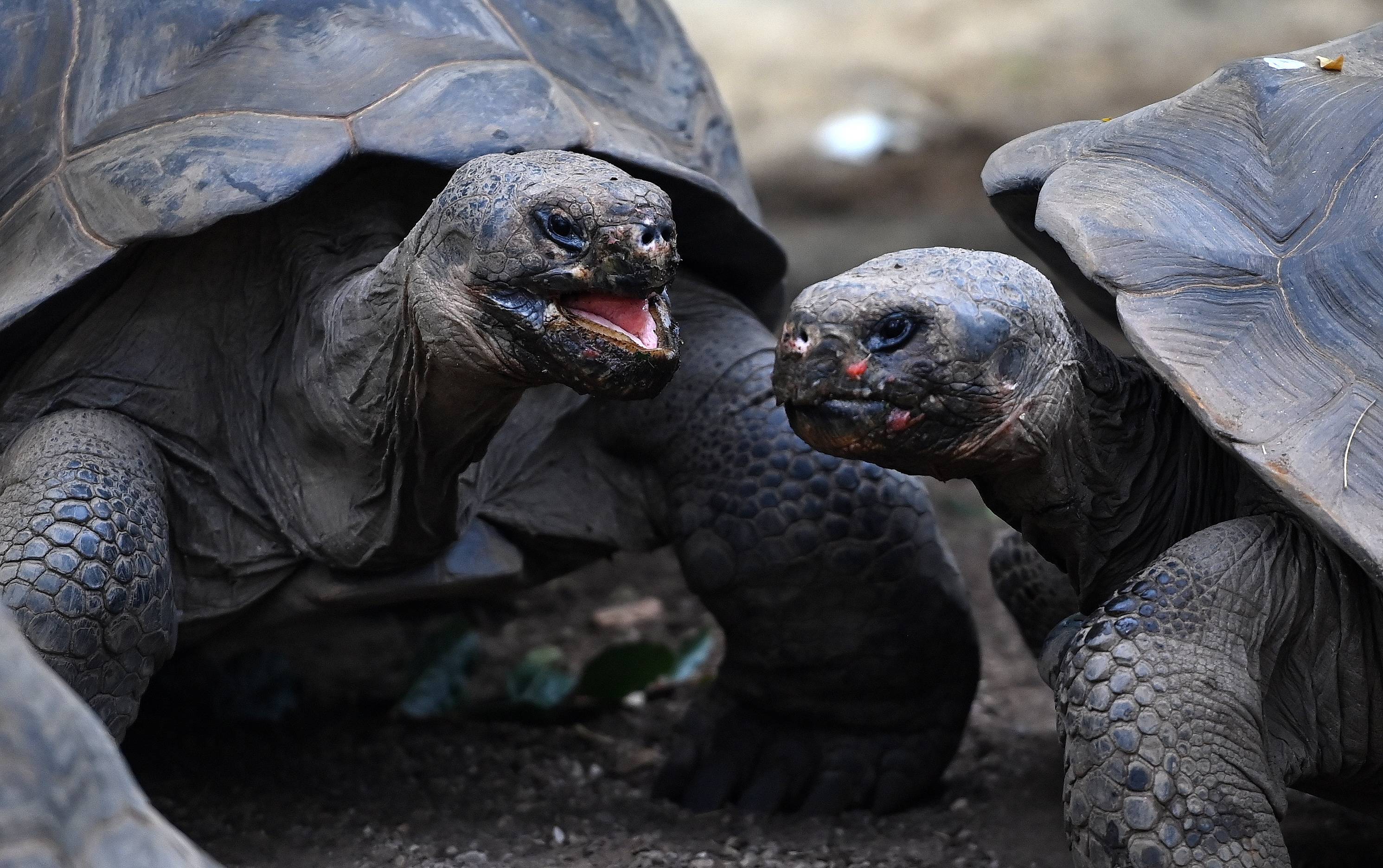 倫敦動物園的加拉帕戈斯象龜喬遷新居