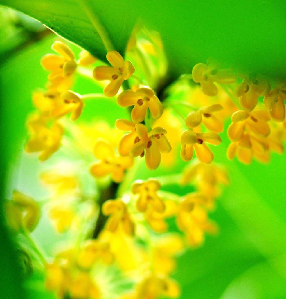 三秋桂子一朝雨落桂花香滿衣