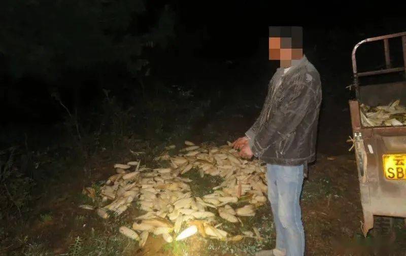 67两男子在曲靖晚上偷菜白天卖网上偷菜上演现实版