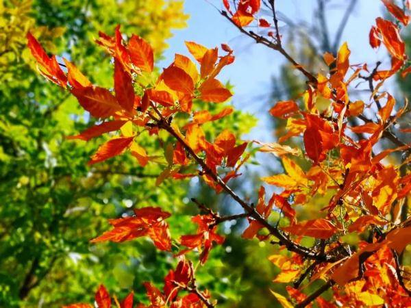 乌鲁木齐市|寒露至，秋更浓，幸福不过有人为你添衣