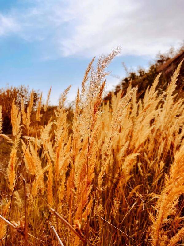 乌鲁木齐市|寒露至，秋更浓，幸福不过有人为你添衣