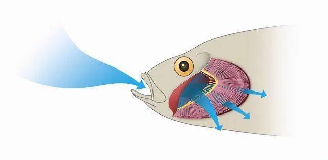鱼的呼吸过程图片
