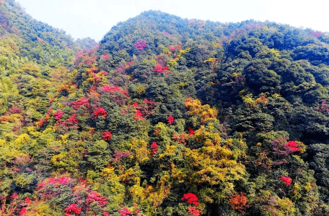 即将刷屏朋友圈杭州这些彩色森林你都见过吗