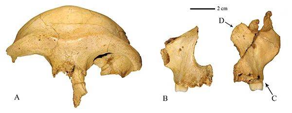 化石|30万年前的“安徽人”长啥样？