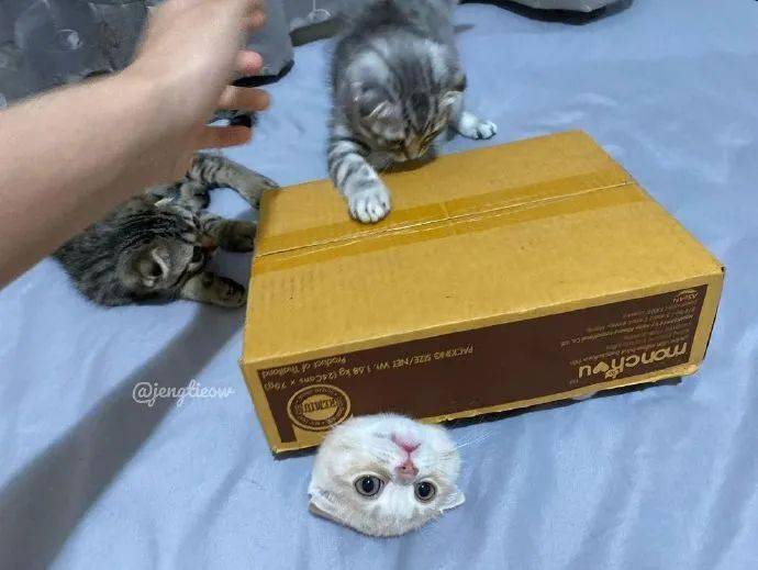 小白两只狸花猫一同欺负小白猫，太过分了