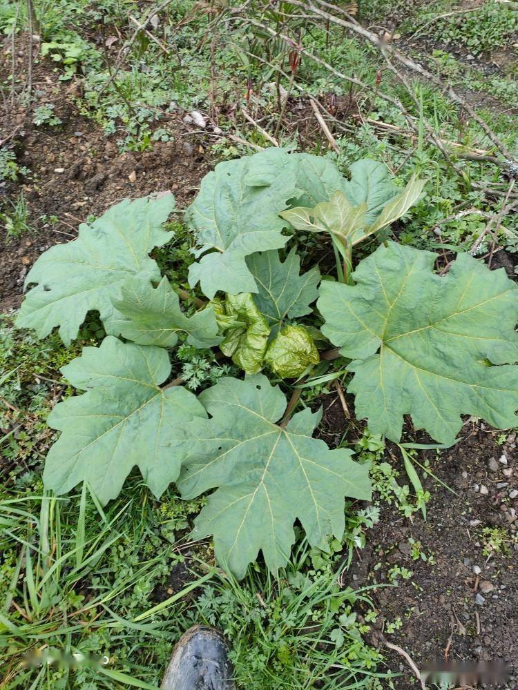 基金项目马蹄大黄的生物学特性及栽培技术