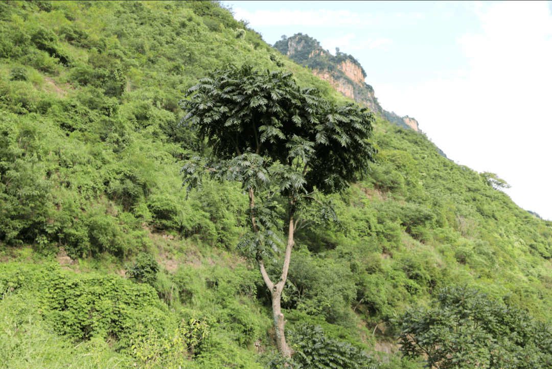 cop15鲁甸县火德红镇有中国桃花心木之称的国家二级保护植物红椿树