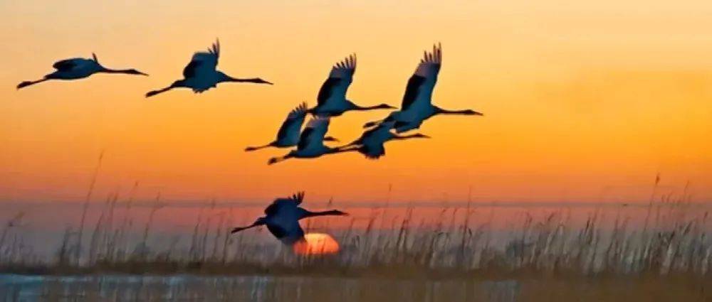 雁南飞，秋已深，望珍重..._页面