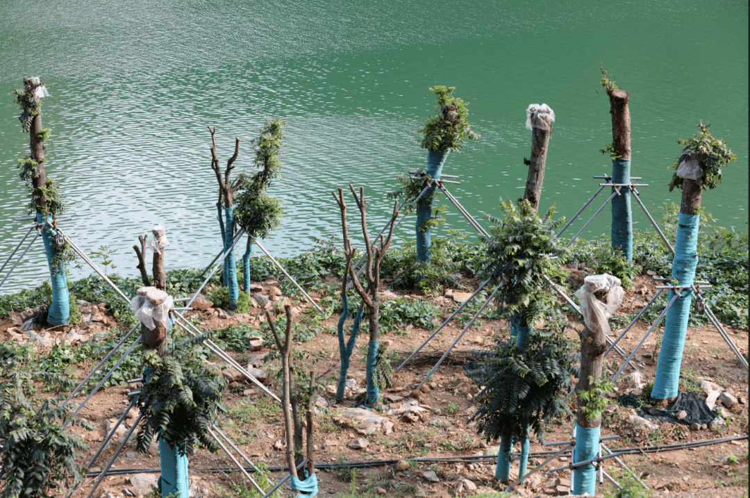Cop15 鲁甸县火德红镇有中国桃花心木之称的国家二级保护植物 红椿树 移植