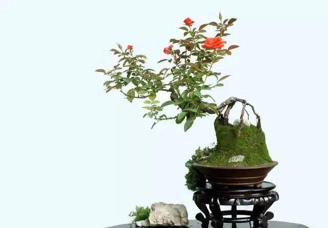 造型月季盆景主要有古桩月季盆景,微型月季盆景,组合式月季盆景3种