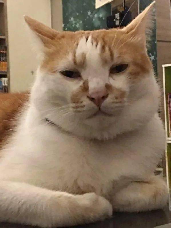 沙雕猫动图你别过来别过来过来来