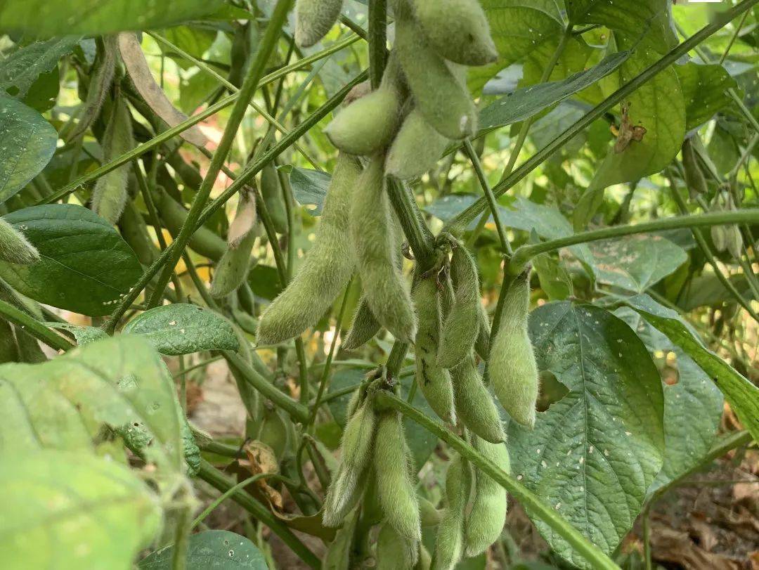 实小集团劳动基地中的毛豆成熟啦,颜色翠绿,颗粒饱满,沉甸甸地挂满