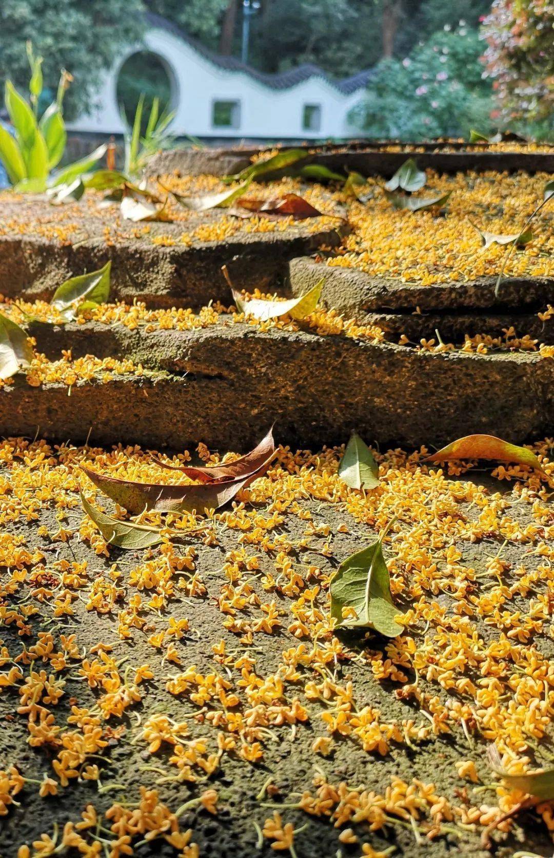 雨中桂花满地唯美图片图片