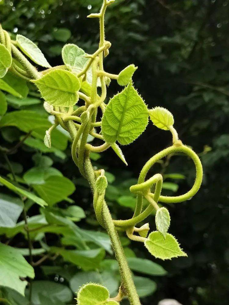 这些多彩藤蔓植物