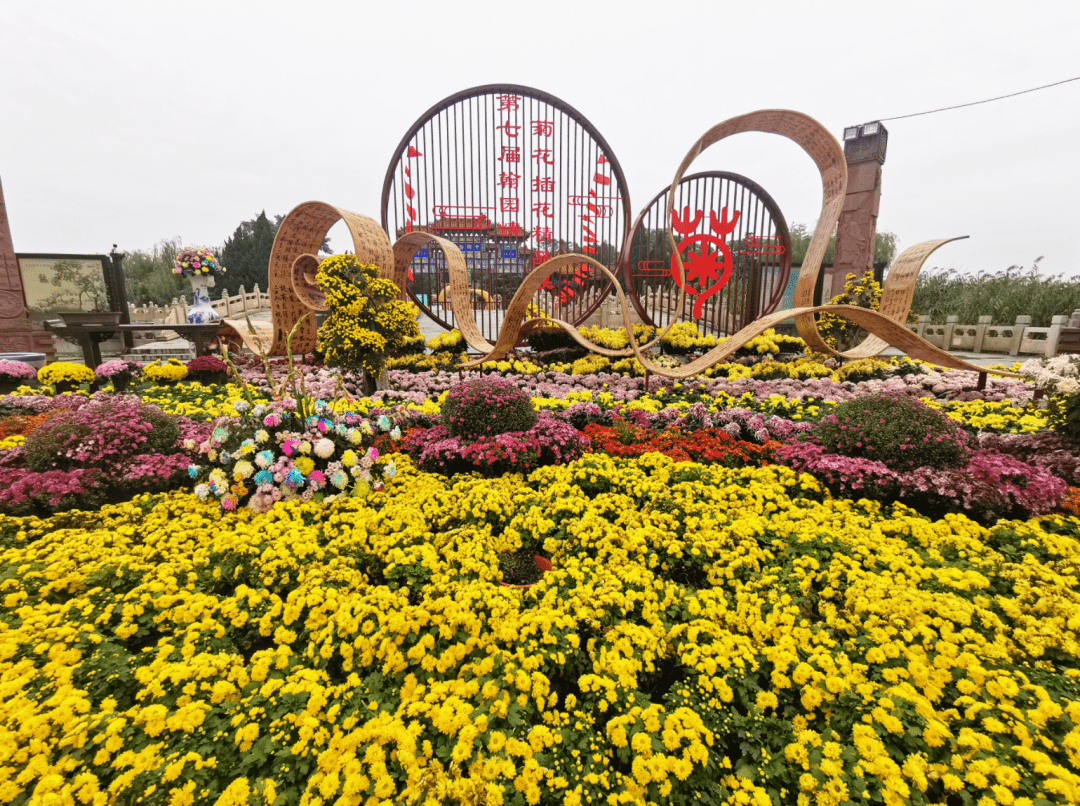 已经展露芳容2021年的菊花布展盛景随处花团锦簇时下在开封街头逛一逛