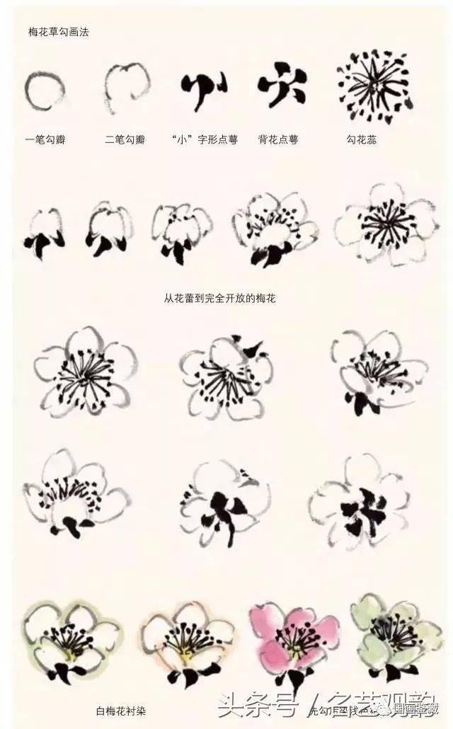 梅花花朵的画法步骤图片