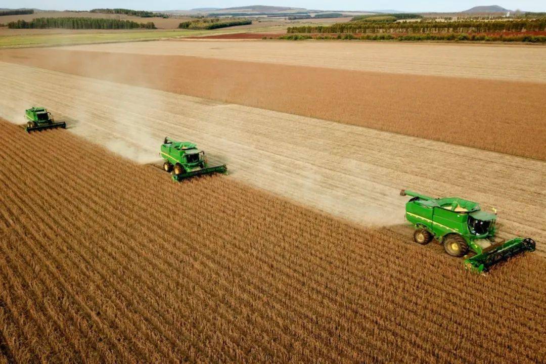 万亩大豆开镰收获 王雪 摄