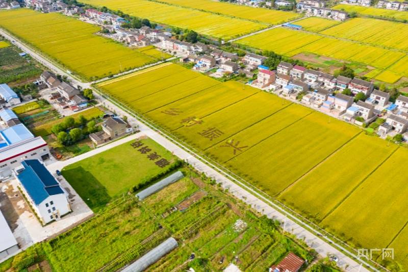 靖江斜桥镇走出乡村振兴新稻路